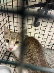 Shelter Stray Male Cat last seen Near BLOCK QUEBEC ST, 12155 Park Blvd, Brighton, CO 80601, USA