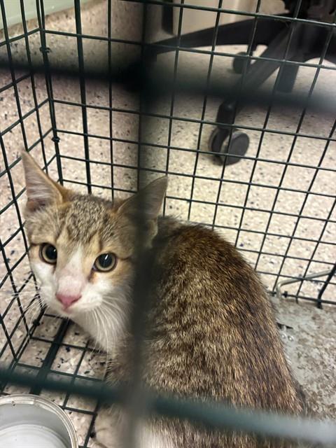 Shelter Stray Male Cat last seen Near BLOCK QUEBEC ST, 12155 Park Blvd, Brighton, CO 80601, USA