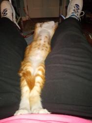 Reunited Male Cat last seen Legion Lake, Villa Rica, GA 30180