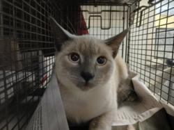 Shelter Stray Male Cat last seen , 3201 Lacy St, Los Angeles, CA 90031, USA