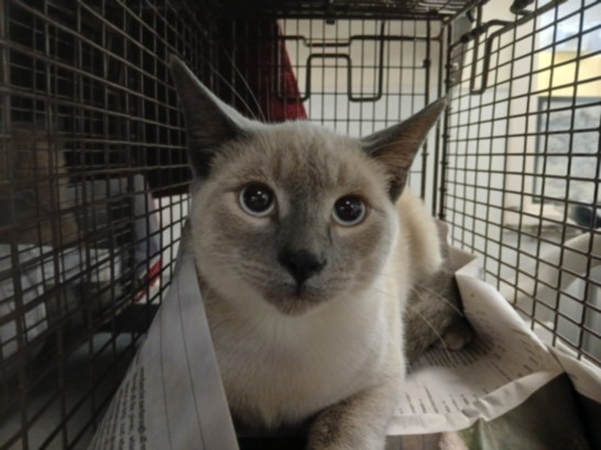 Shelter Stray Male Cat last seen , 3201 Lacy St, Los Angeles, CA 90031, USA