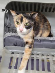 Shelter Stray Female Cat last seen , 3201 Lacy St, Los Angeles, CA 90031, USA