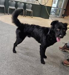 Shelter Stray Male Dog last seen , 3201 Lacy St, Los Angeles, CA 90031, USA