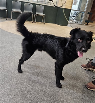 Shelter Stray Male Dog last seen , 3201 Lacy St, Los Angeles, CA 90031, USA