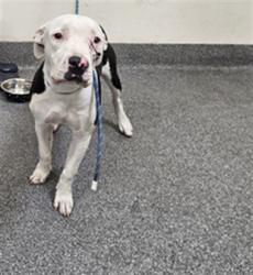 Shelter Stray Female Dog last seen , 3201 Lacy St, Los Angeles, CA 90031, USA