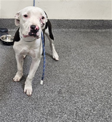 Shelter Stray Female Dog last seen , 3201 Lacy St, Los Angeles, CA 90031, USA