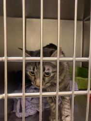 Shelter Stray Female Cat last seen Near BLOCK W CAPE COD DR, WEST VALLEY CITY UT 84128, 4522 W 3500 S, West Valley City, UT 84120, USA