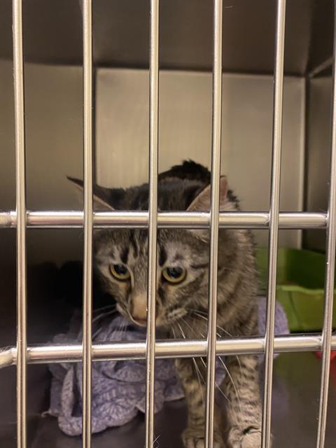 Shelter Stray Female Cat last seen Near BLOCK W CAPE COD DR, WEST VALLEY CITY UT 84128, 4522 W 3500 S, West Valley City, UT 84120, USA