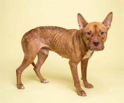 Shelter Stray Male Dog last seen TALLULAH AVE, 2020 Forest St, Jacksonville, FL 32204, USA
