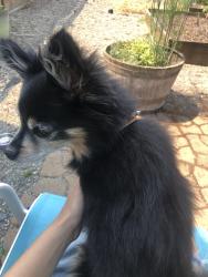 Reunited Female Dog last seen Radius Loop SE, Lacey, WA 98513