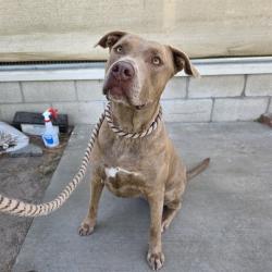 Shelter Stray Female Dog last seen Near BLOCK BLKATLANTIC AVE LONG BEACH CA 90807, 7700 E Spring St, Long Beach, CA 90815, USA
