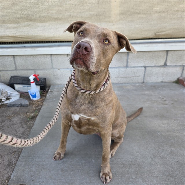 Shelter Stray Female Dog last seen Near BLOCK BLKATLANTIC AVE LONG BEACH CA 90807, 7700 E Spring St, Long Beach, CA 90815, USA