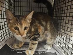 Shelter Stray Female Cat last seen , 14409 Vanowen St, Van Nuys, CA 91405, USA