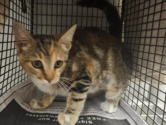 Shelter Stray Female Cat last seen , 14409 Vanowen St, Van Nuys, CA 91405, USA