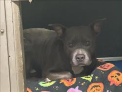 Shelter Stray Male Dog last seen , 14409 Vanowen St, Van Nuys, CA 91405, USA