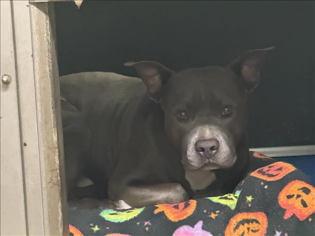 Shelter Stray Male Dog last seen , 14409 Vanowen St, Van Nuys, CA 91405, USA