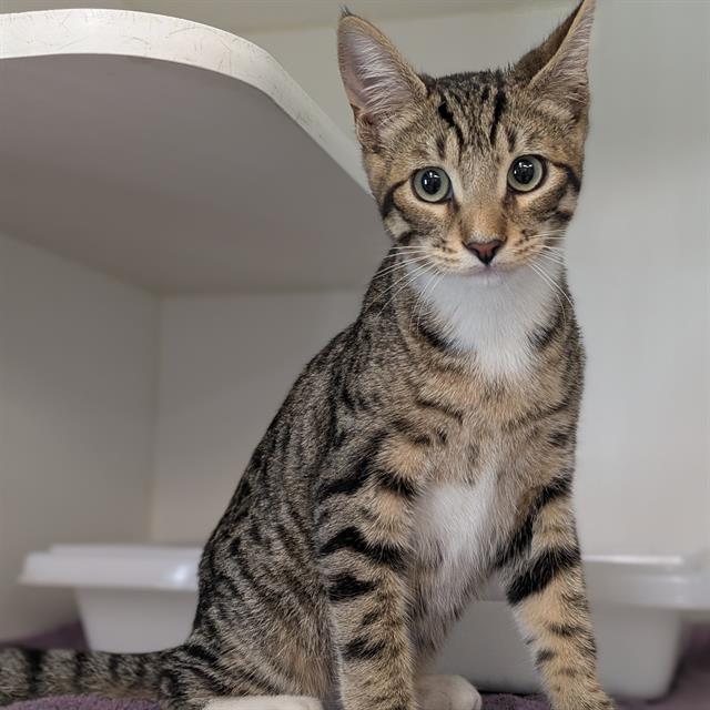 Shelter Stray Male Cat last seen , 600 Aviation Dr, Camarillo, CA 93010, USA