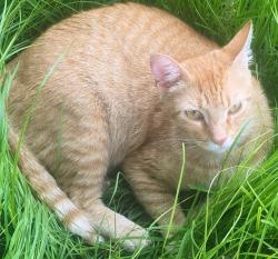 Lost Male Cat last seen Gardner Rd. Stockbridge GA, Stockbridge, GA 30281