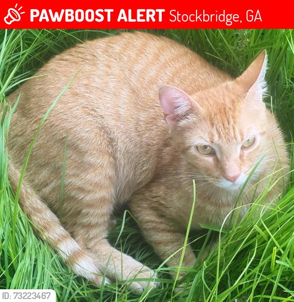 Lost Male Cat last seen Gardner Rd. Stockbridge GA, Stockbridge, GA 30281