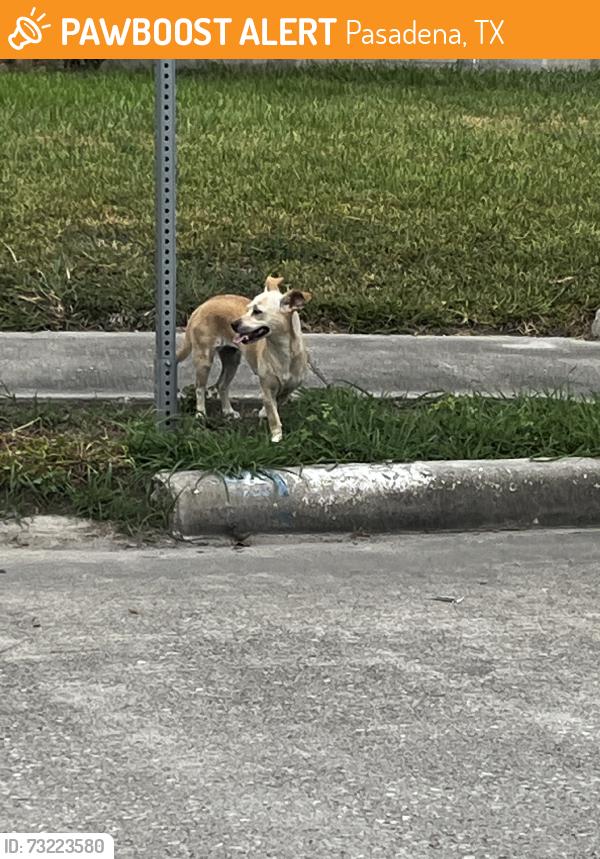 Found/Stray Unknown Dog last seen Lafferty Rd. and Strawberry Rd., Pasadena, TX 77502
