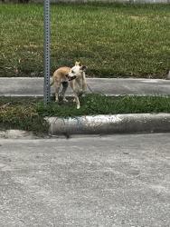 Found/Stray Unknown Dog last seen Lafferty Rd. and Strawberry Rd., Pasadena, TX 77502