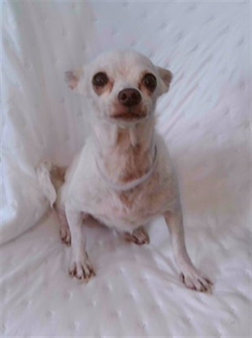 Shelter Stray Male Dog last seen , 4275 Elton St, Baldwin Park, CA 91706, USA