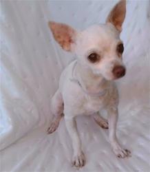 Shelter Stray Female Dog last seen , 4275 Elton St, Baldwin Park, CA 91706, USA