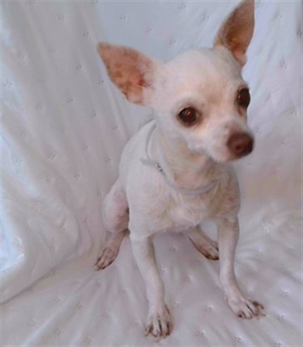 Shelter Stray Female Dog last seen , 4275 Elton St, Baldwin Park, CA 91706, USA