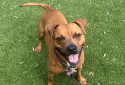 Shelter Stray Female Dog last seen , 1850 W 60th St, Los Angeles, CA 90047, USA