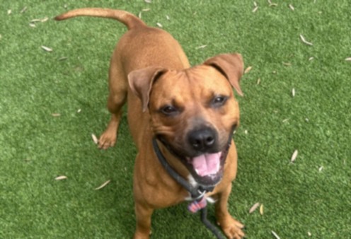 Shelter Stray Female Dog last seen , 1850 W 60th St, Los Angeles, CA 90047, USA