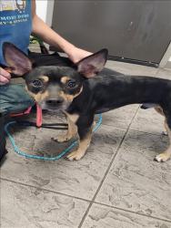 Shelter Stray Male Dog last seen , 11361 W Pico Blvd, Los Angeles, CA 90064, USA