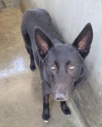 Shelter Stray Male Dog last seen , 1850 W 60th St, Los Angeles, CA 90047, USA