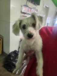 Shelter Stray Male Dog last seen , 1850 W 60th St, Los Angeles, CA 90047, USA