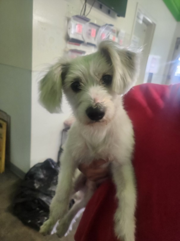 Shelter Stray Male Dog last seen , 1850 W 60th St, Los Angeles, CA 90047, USA