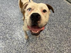 Shelter Stray Male Dog last seen RAMONA EXPY / DAVIS ST NUEVO CA, 72050 Pet Land Pl, Thousand Palms, CA 92276, USA