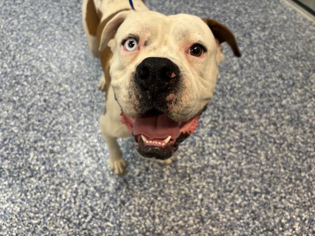 Shelter Stray Male Dog last seen RAMONA EXPY / DAVIS ST NUEVO CA, 72050 Pet Land Pl, Thousand Palms, CA 92276, USA