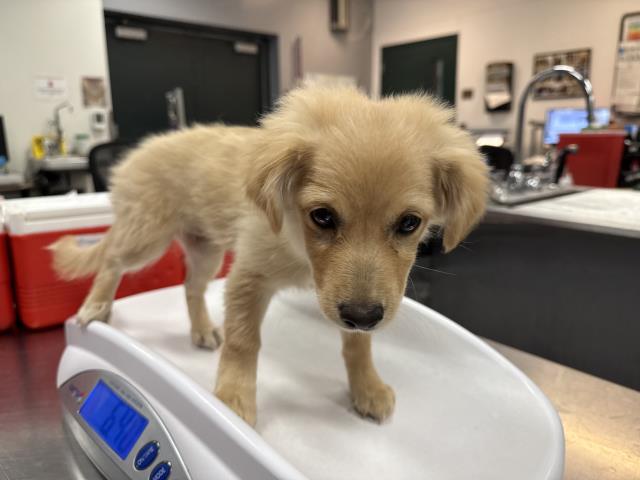 Shelter Stray Female Dog last seen Near BLOCK CALLE ALICIA COACHELLA CA 92236, 72050 Pet Land Pl, Thousand Palms, CA 92276, USA