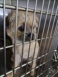 Shelter Stray Female Dog last seen , 1850 W 60th St, Los Angeles, CA 90047, USA
