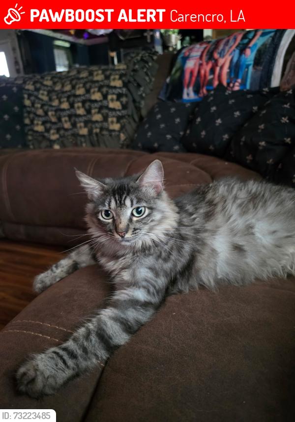 Lost Female Cat last seen Stanley rd Carencro Louisiana, Carencro, LA 70520