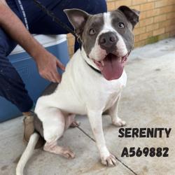 Shelter Stray Female Dog last seen WATSON ST, 4950 SW Triana Blvd, Huntsville, AL 35805, USA