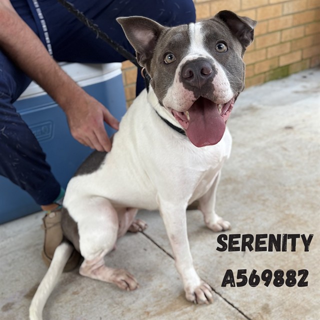Shelter Stray Female Dog last seen WATSON ST, 4950 SW Triana Blvd, Huntsville, AL 35805, USA