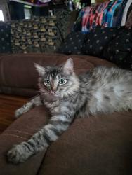 Lost Female Cat last seen Stanley rd Carencro Louisiana, Carencro, LA 70520