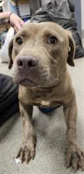 Shelter Stray Male Dog last seen Near BLOCK QUARTER MOUNTAIN RD, 4950 SW Triana Blvd, Huntsville, AL 35805, USA