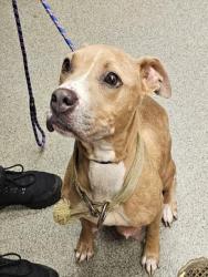 Shelter Stray Female Dog last seen CARROL RD/ YARBROUGH RD/HOLMAN RD, 4950 SW Triana Blvd, Huntsville, AL 35805, USA