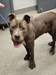 Shelter Stray Male Dog last seen ADVENT DR, 4950 SW Triana Blvd, Huntsville, AL 35805, USA