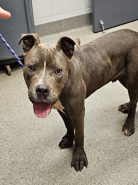 Shelter Stray Male Dog last seen ADVENT DR, 4950 SW Triana Blvd, Huntsville, AL 35805, USA