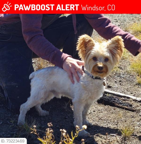 Lost Male Dog last seen Hwy 392 and 13th street, Windsor, CO 80550