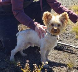 Lost Male Dog last seen Hwy 392 and 13th street, Windsor, CO 80550