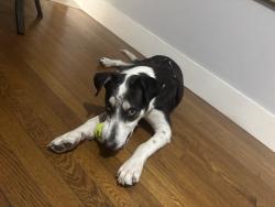 Found/Stray Male Dog last seen metro midtown parking garage, Houston, TX 77006