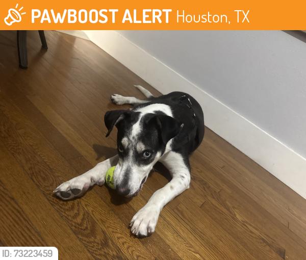 Found/Stray Male Dog last seen metro midtown parking garage, Houston, TX 77006